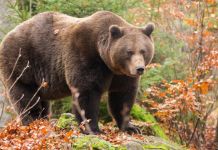 В 5 районах Пензенской области обнаружили медведей