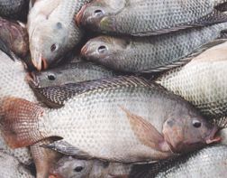В Пензенском регионе производство товарной рыбы увеличилось в 42 раза