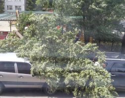 За упавшее на машину дерево автовладелец получит более 210 000 рублей