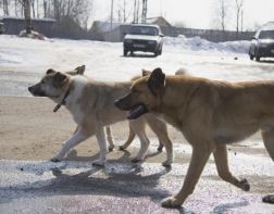 В Спутнике местные жители боятся стаю собак, разорвавшую кошку