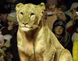 На Кубани в цирке львица набросилась на 4-летнюю девочку