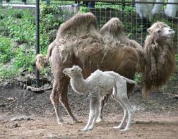 В Пензенском зоопарке появился белый верблюжонок