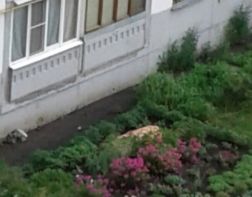 В Пензе на улице Терновского из многоэтажки выпала пенсионерка 