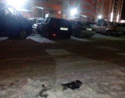 На улицах Кузнецка разбросаны трупы собак, - соцсети 