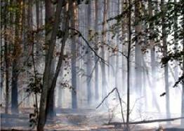 Под Пензой лесной пожар тушили 12 часов