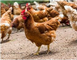 В Пензенской области обнаружен птичий  грипп