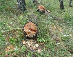 Житель Никольска спилил деревьев на 98 000 рублей