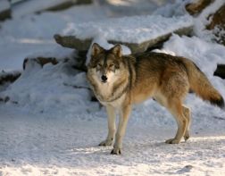 Пензенцы стали чаще встречаться в лесу с волками