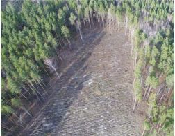 Бывший замминистра регионального минлесхоза обвиняется в незаконной рубке леса