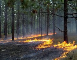 В Пензенской области объявили режим чрезвычайной пожарной опасности