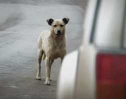 Не по-человечески: в Кузнецке водитель сбил собаку и уехал