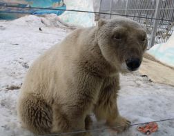В пензенском зоопарке белый медведь стал черным