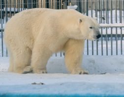 В Пензенском зоопарке устроят День белого медведя