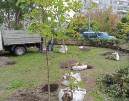 В Пензе высадили более тысячи новых деревьев
