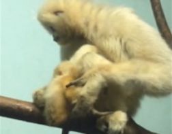 ﻿Сотрудники пензенского зоопарка показали малыша-гиббона 