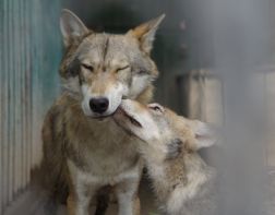 В Пензенском зоопарке волков кормили с помощью каната