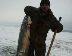 ﻿Пензенский рыбак поймал сома-великана
