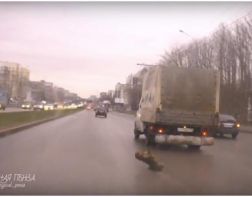 В Пензе водитель едва не сбил выпавшую из грузовика собаку