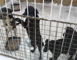 В минсельхозе призвали пензенских волонетеров не перекармливать собак