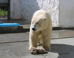 В Пензенском зоопарке в бассейн белого медведя запустили карасей