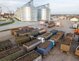54 тысячи гектаров планируют засеять сахарной свеклой в Пензенской области