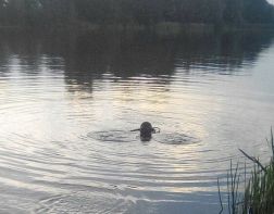 Внезапная смерть: пензенец утонул на Барковке за считанные секунды