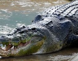 Пензенцы нашли на свалке замерзшего крокодила 