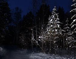 ﻿﻿﻿В Пензенском лесу в снегопад заблудился пенсионер