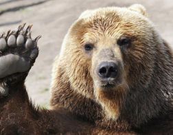 Пензенцев приглашают отпраздновать день рождения медведей