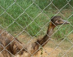 В Пензенском зоопарке страус напал на сотрудника