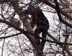 ﻿﻿﻿﻿﻿Пензенцы спасли забравшегося на дерево кота