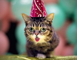 Пензенцев приглашают поучаствовать в Дне котиков