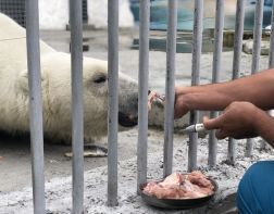 Белого медведя из Пензенского зоопарка пытаются приручить к ультразвуковой чистке зубов