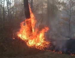 В минувшие выходные в двух районах области горели леса 