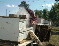Пензенский мёд считается одним из самых качественных в России