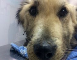 Пензенские волонтеры просят помочь заживо гниющей собаке 