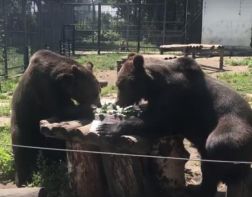Бурые медведи из Пензенского зоопарка отметили День мороженого