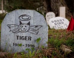 Кладбище домашних животных может стать опасным для горожан