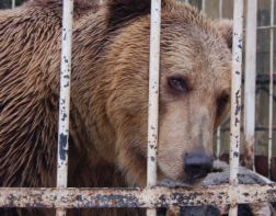 Пензенский зоопарк спас медведицу, которую хотели застрелить