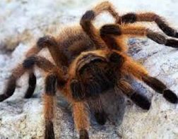 «Не дразните тарантулов!»: пензенские энтомологи дают советы