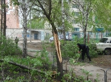 Жильцы домов убирали сломанные ветром ветви деревьев