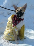 В холода теплая одежда не помешает и собаке